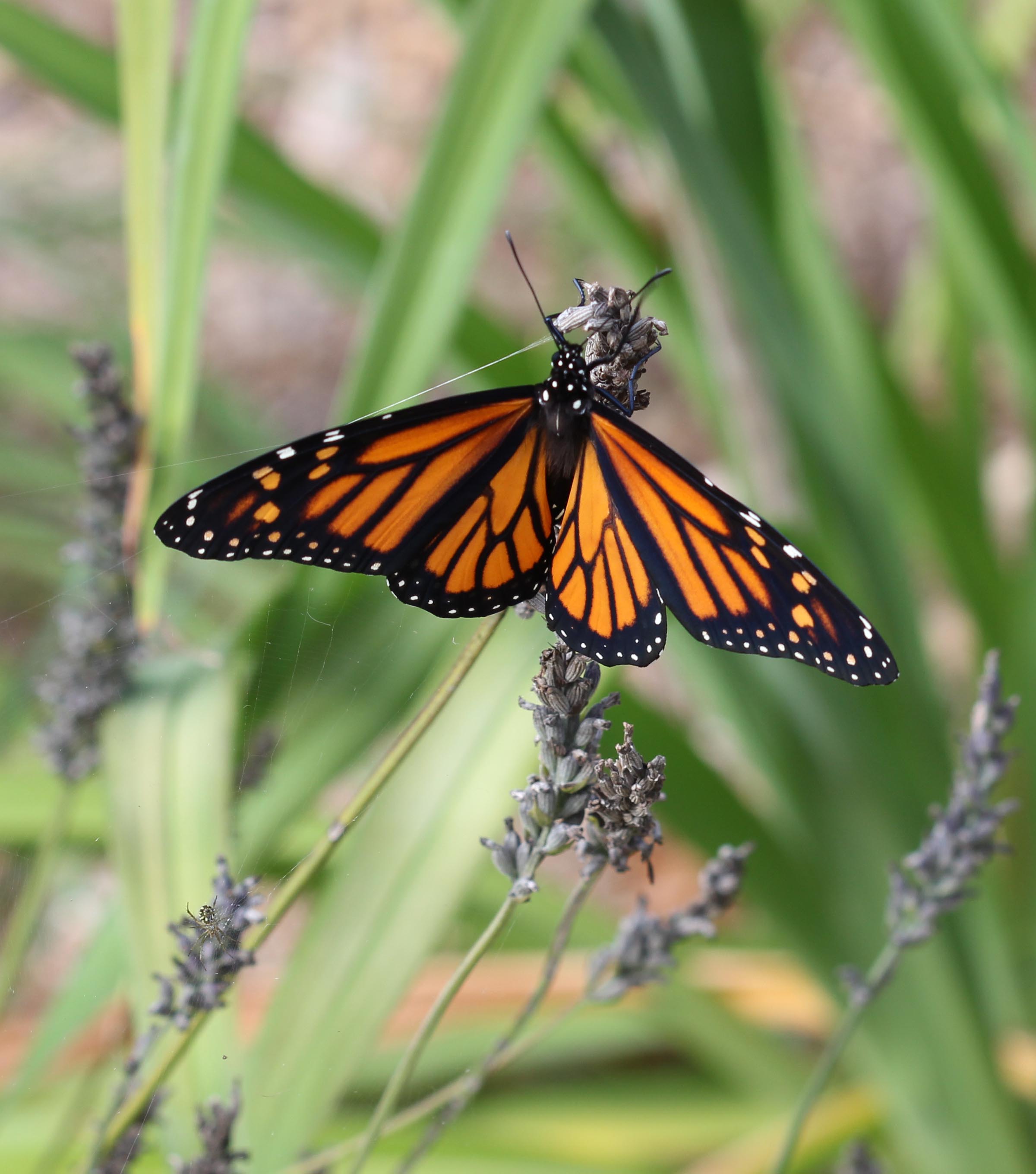 Monarch Butterfly